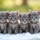 Plusieurs chatons gris de différentes races sur une couverture blanche