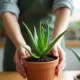 Personne tentant de propager aloe vera avec erreur de coupe